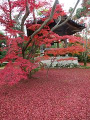 2014紅葉 京都 金閣寺