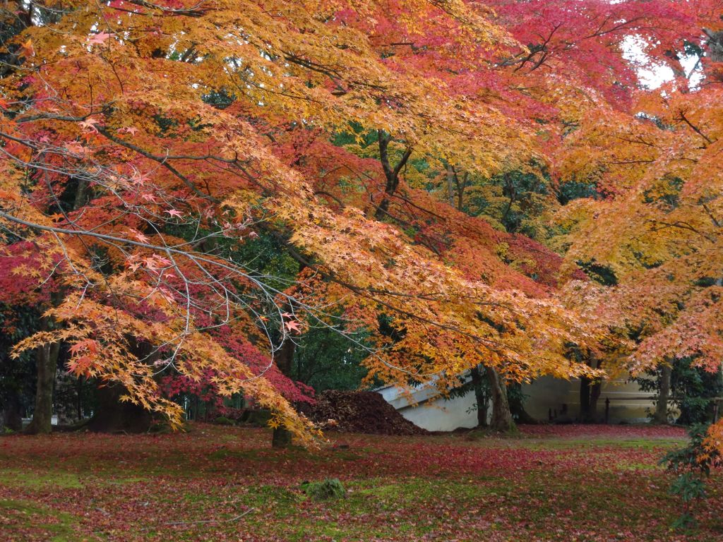 2014紅葉 京都