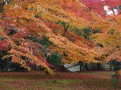 2014紅葉 京都