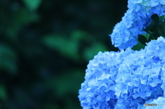 夕暮れの紫陽花