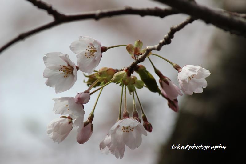 やっと、青森にも桜が届きました！
