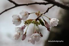 やっと、青森にも桜が届きました！