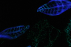 へんなのが撮れた。