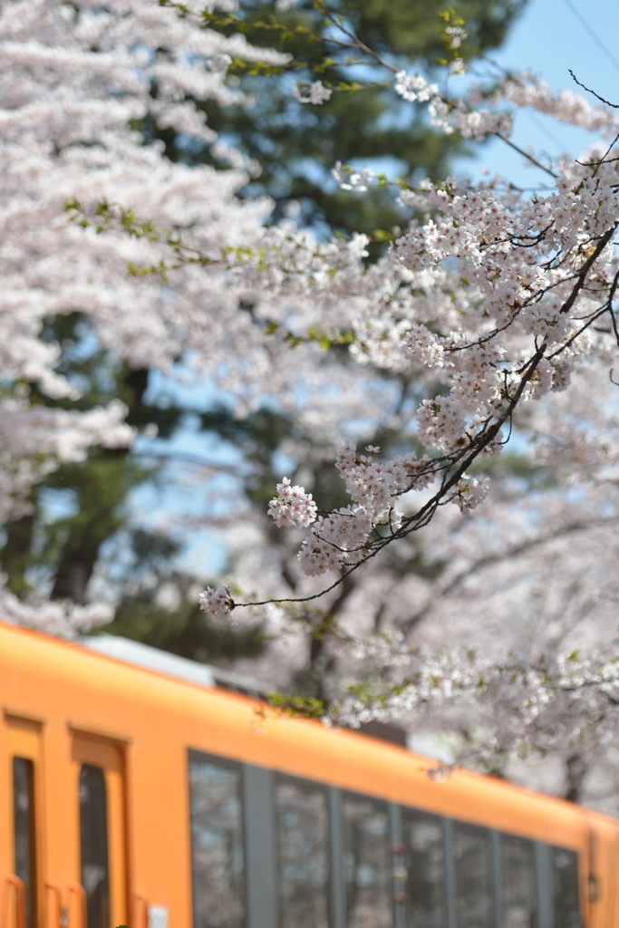 2014年　　　桜祭り6