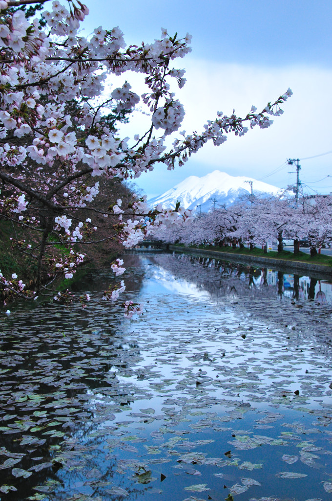 弘前城公園　撮影記