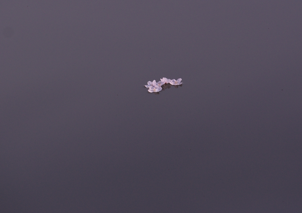 さくらひらり