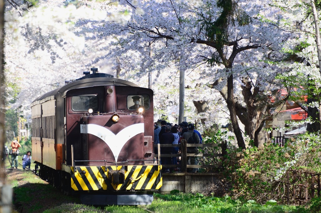 津軽の桜2