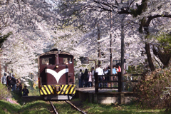 津軽鉄道　桜2017　　その3