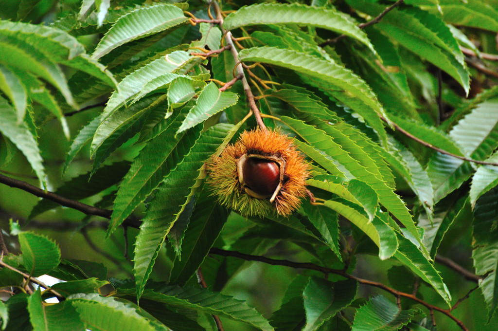 秋色探し　　栗!!