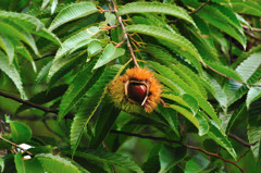 秋色探し　　栗!!