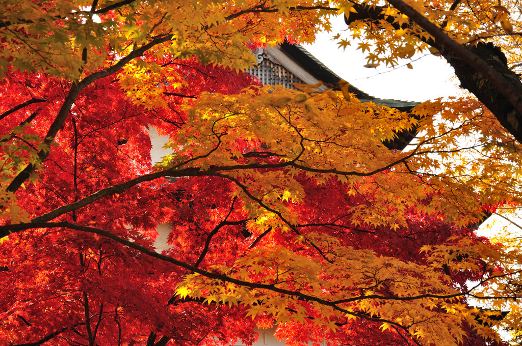 紅と黄