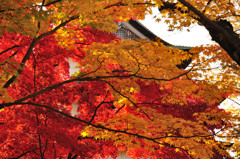 紅と黄