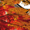 紅と黄