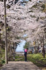 2014年　　　桜祭り7