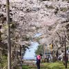 2014年　　　桜祭り7