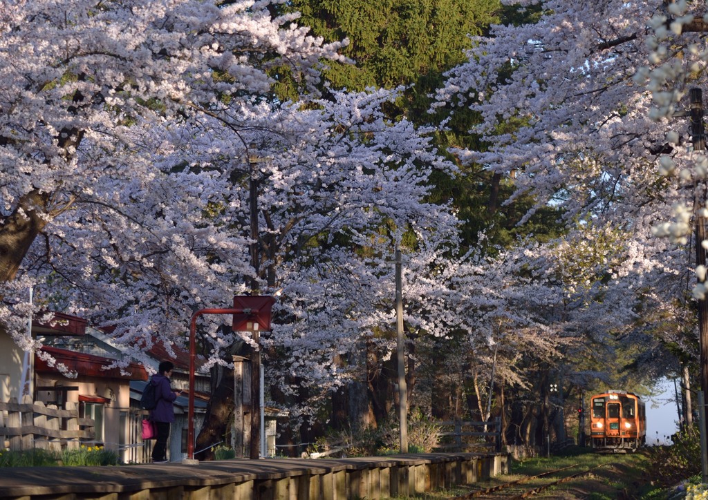 津軽の桜4