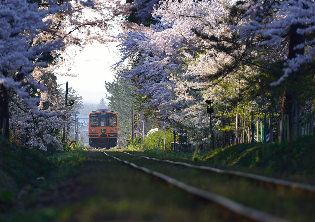 2014年　桜祭り2