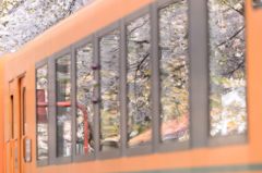 2014年   桜祭り11 2014年   桜祭り11