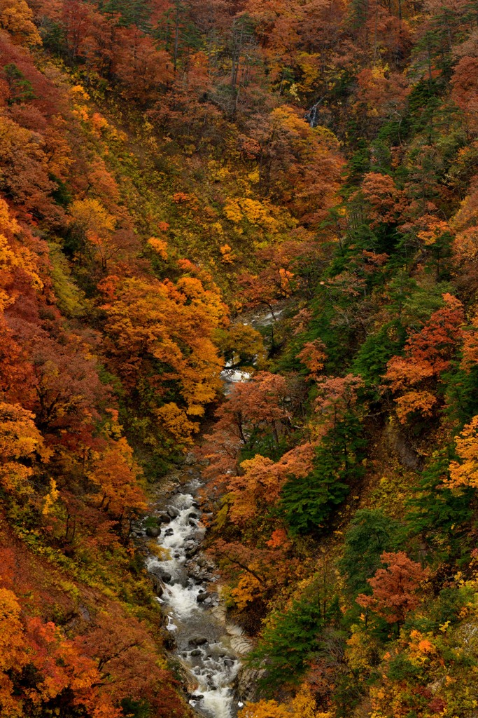 紅葉狩り・城ヶ倉大橋より