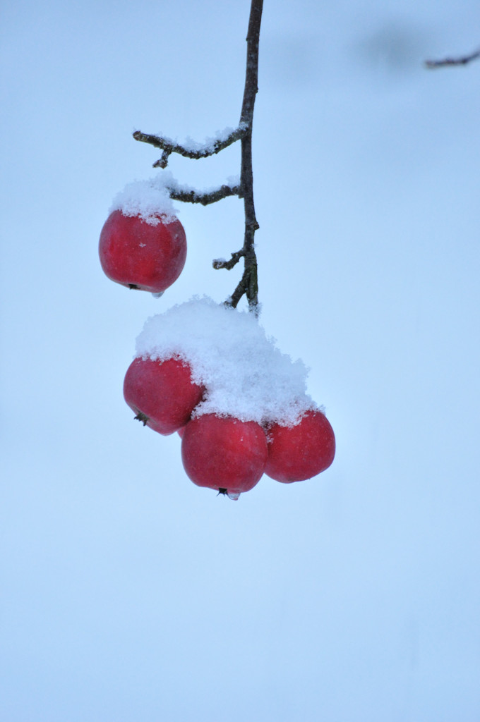雪りんご2