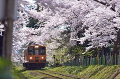 2014年　桜祭り4