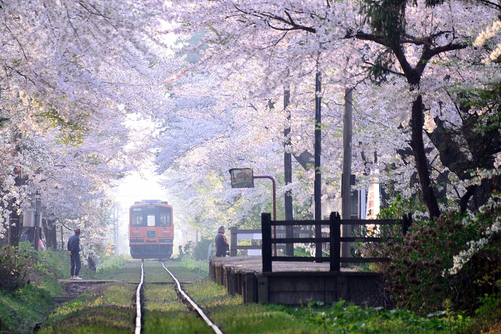 津軽の桜5