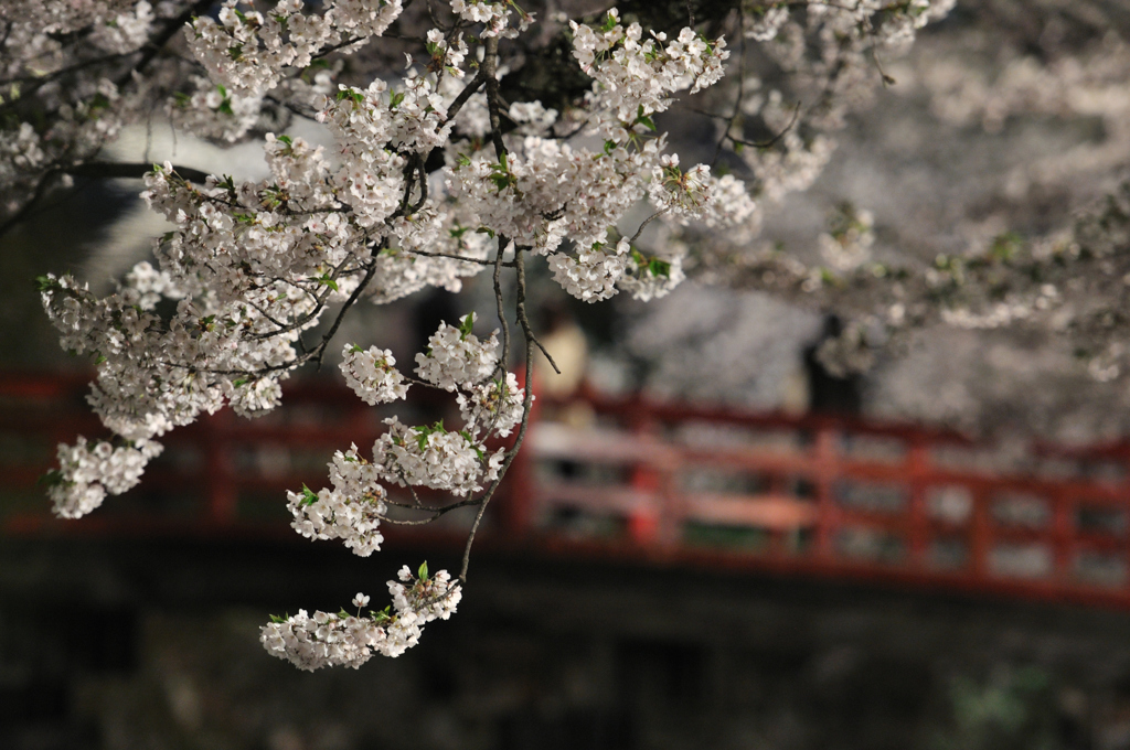 弘前城公園　撮影記