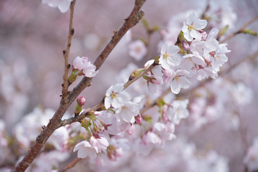 桜の季節
