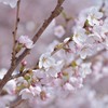 桜の季節