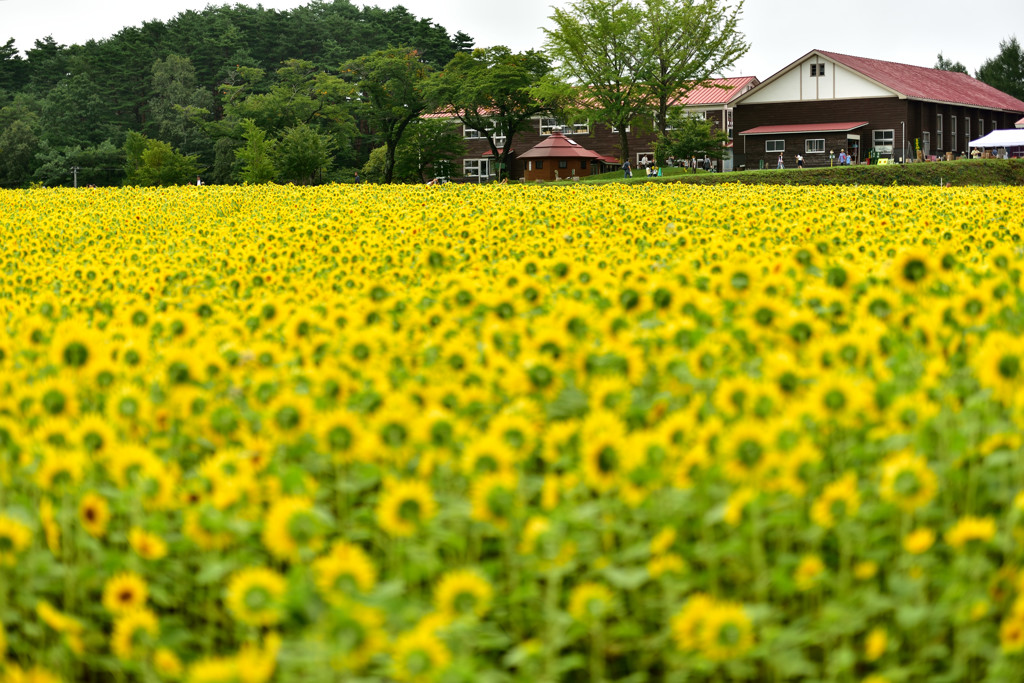 山の学校