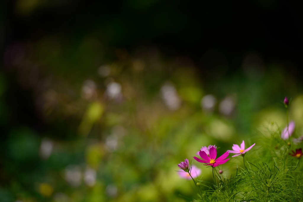 秋の花
