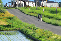 散歩道