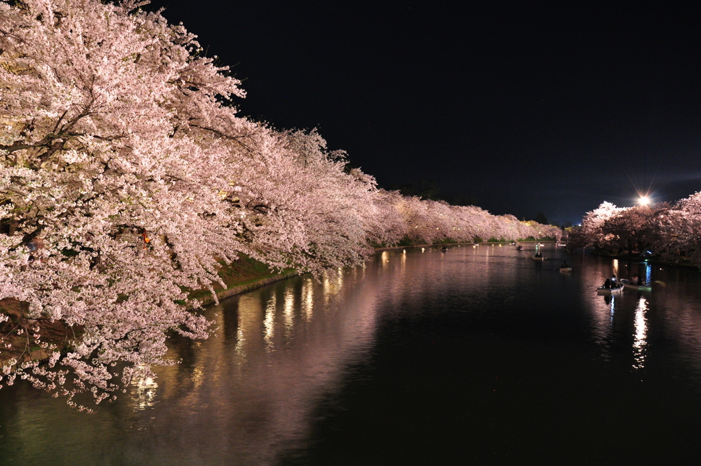 夜桜2