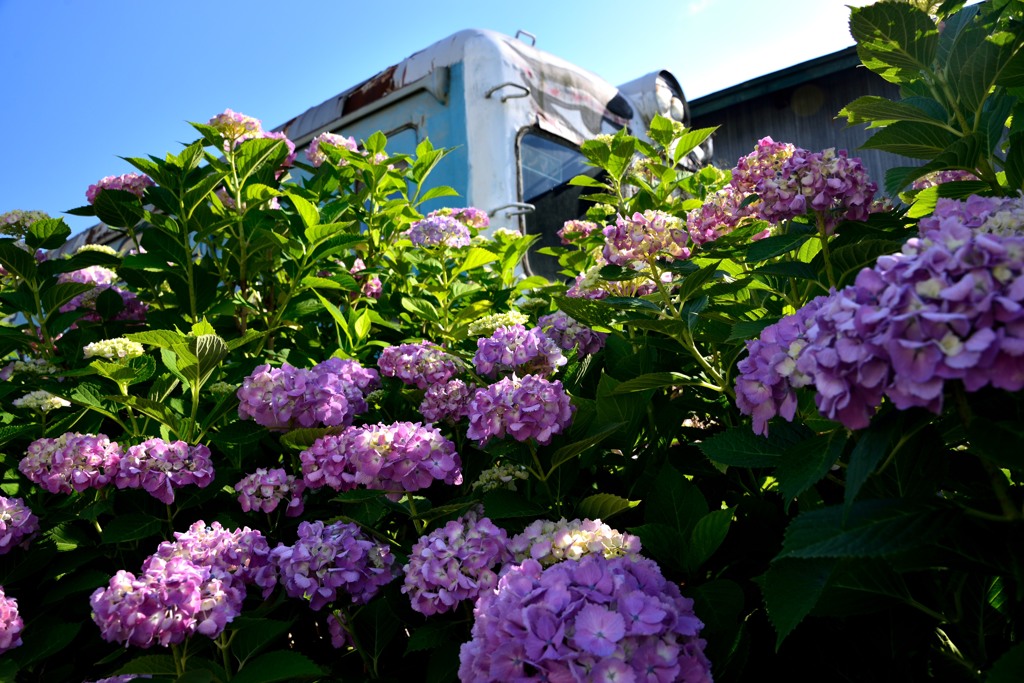 紫陽花