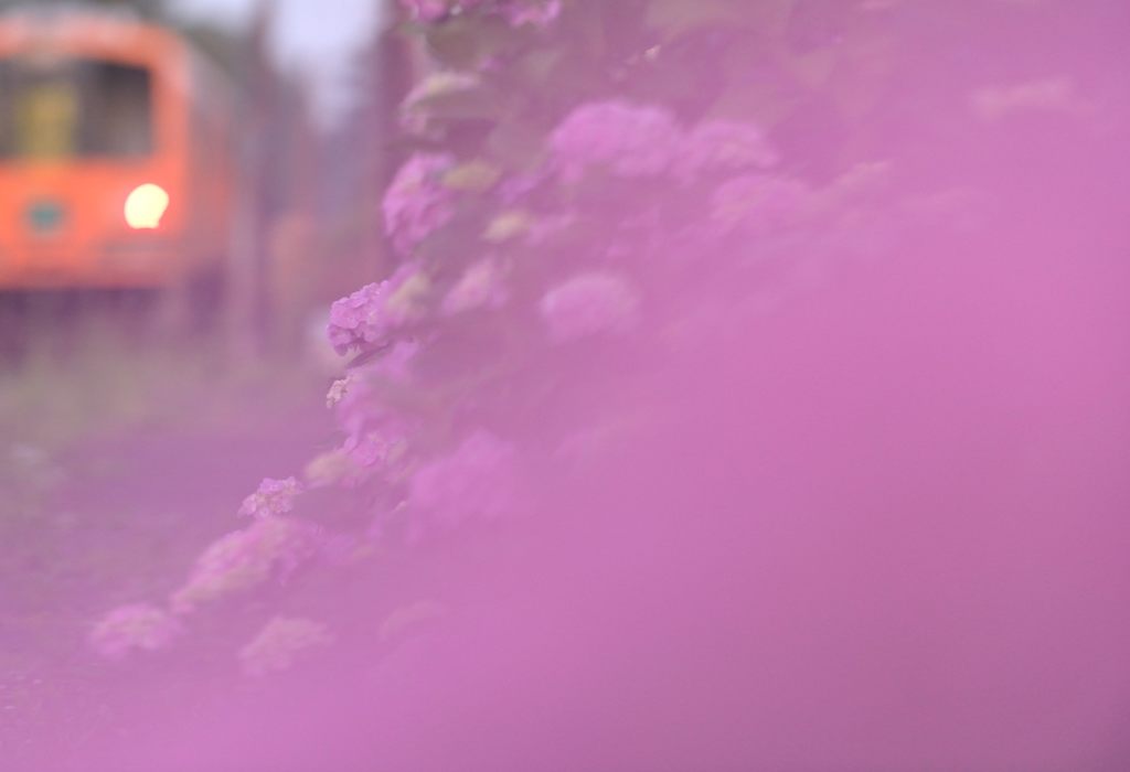 名作「水無月の花」に憧れて・・・