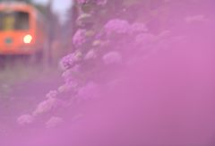 名作「水無月の花」に憧れて・・・