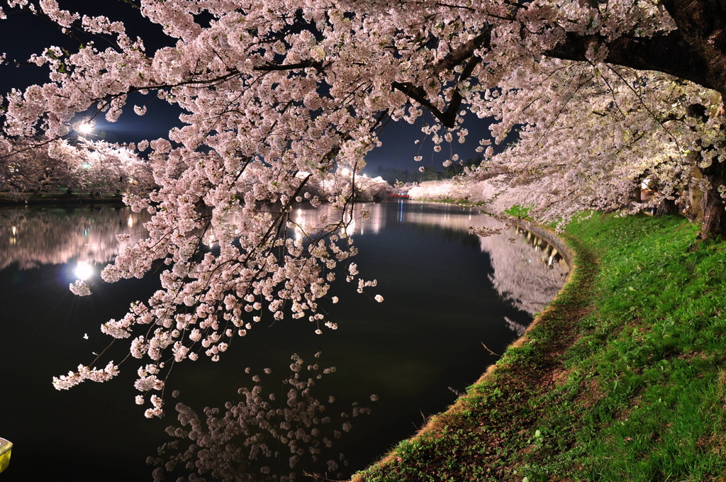 夜桜1