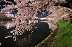 夜桜1