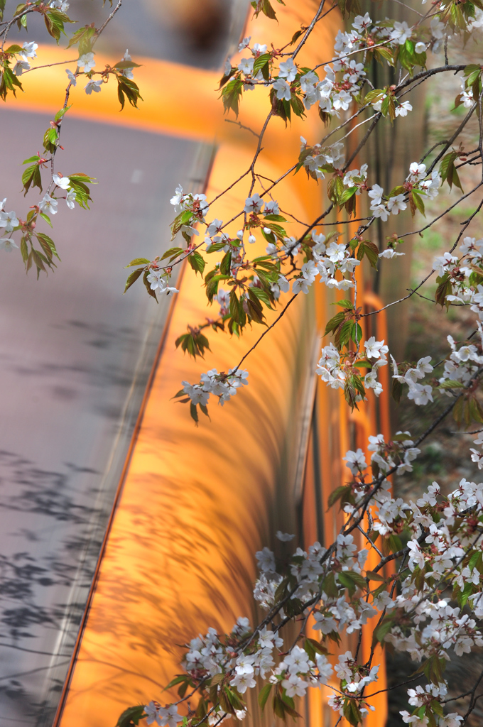 津軽鉄道　残桜1