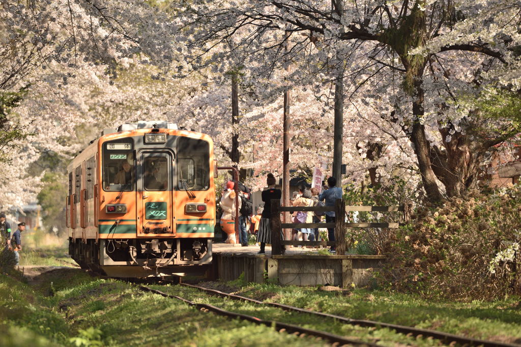 津軽鉄道　桜2017　その1　