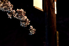 芦野の桜