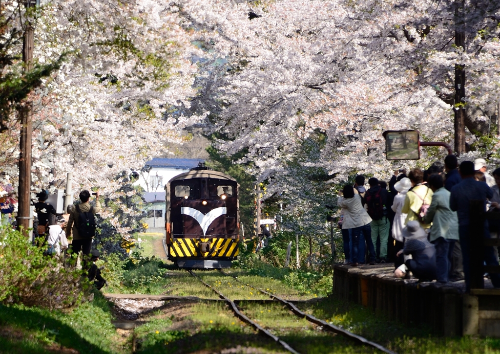 2014年　　　桜祭り9