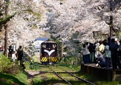 2014年   桜祭り9 2014年   桜祭り9