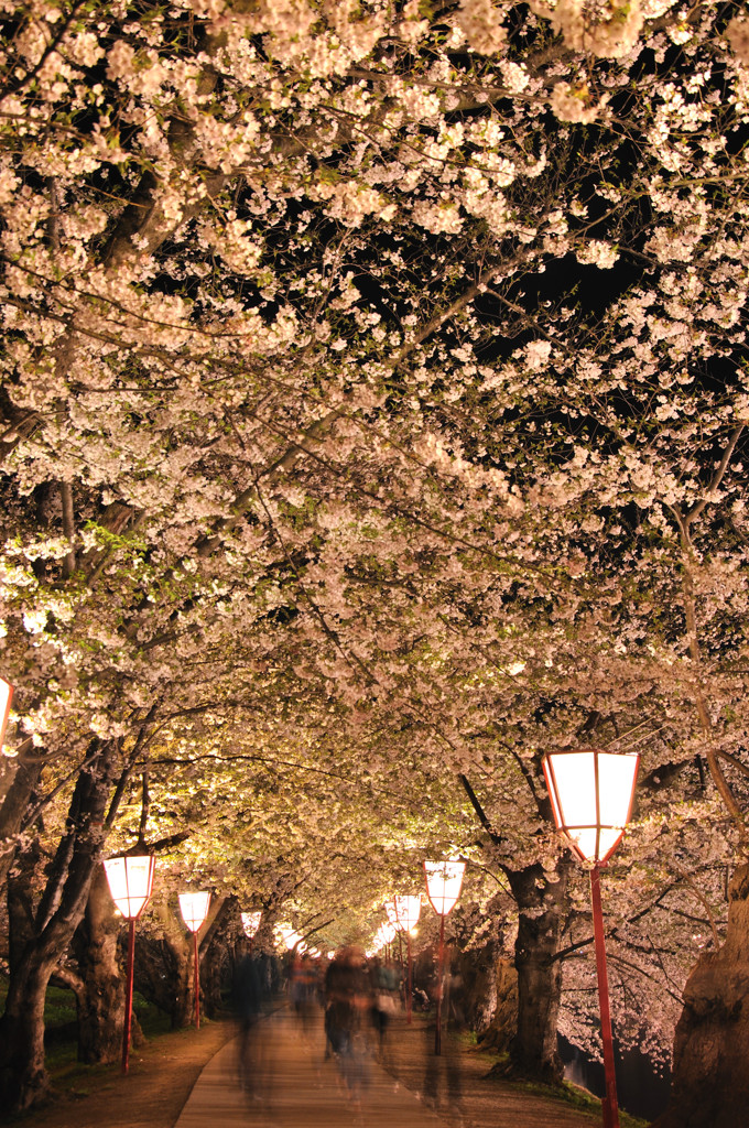 弘前城公園　　　撮影記　　桜のトンネル