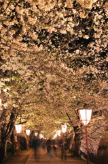 弘前城公園　　　撮影記　　桜のトンネル