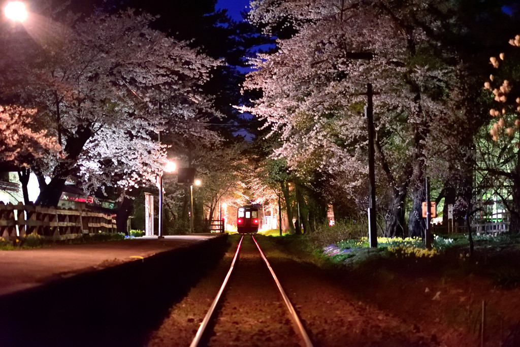 夜桜