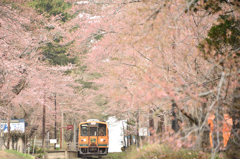 開花状況