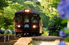 紫陽花の咲く駅