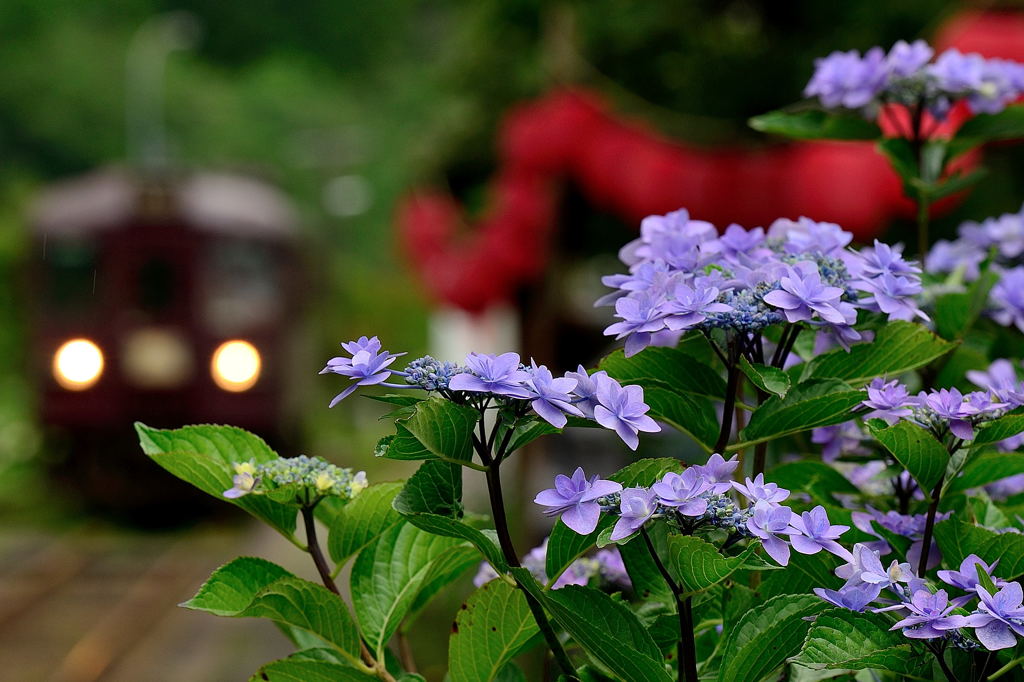 紫陽花の咲く頃、、、に