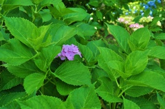 紫陽花2